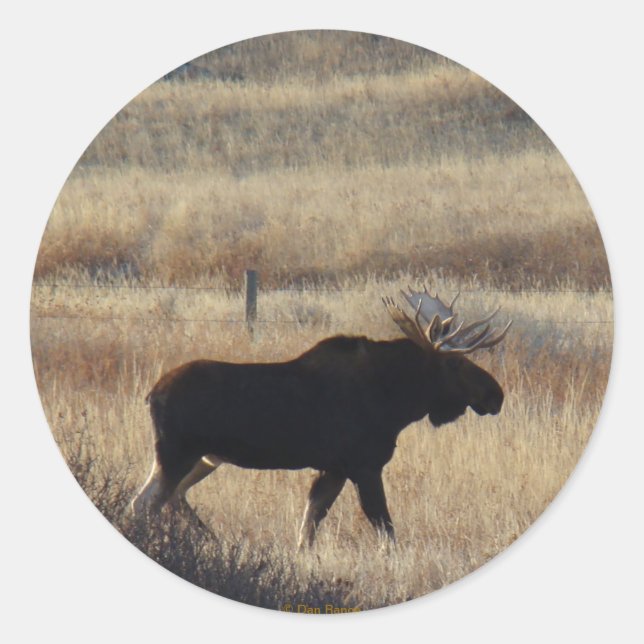 Redondo Adesivo de M5 Bull Moose (Frente)
