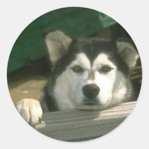 Redondo Adesivo de Malamute do Alasca