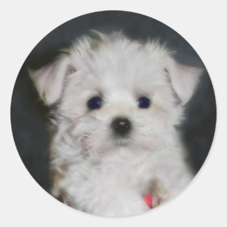 Redondo adesivo de maltese