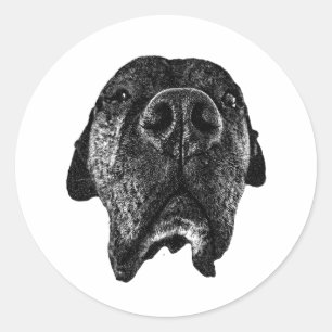 Redondo Adesivo de Nariz de Cane Corso Arte de Cachorro