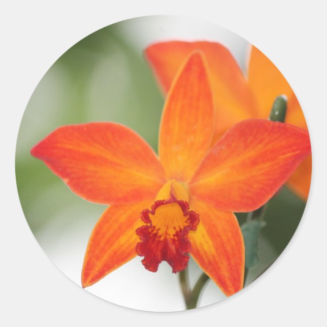Redondo Adesivo de orquídea laranja (Frente)