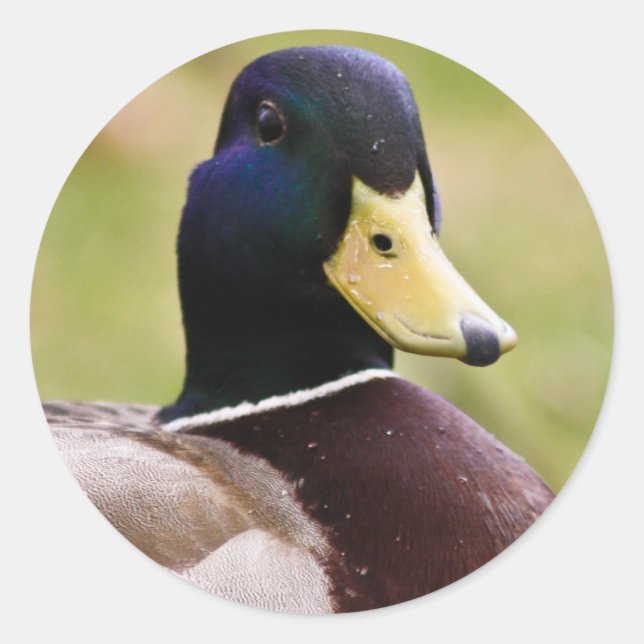 Redondo Adesivo de pata amarela e azul (Frente)