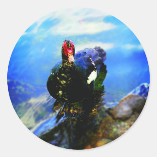 Redondo Adesivo de Pato de Moscóvia