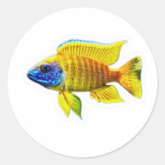 Redondo Adesivo de Peixe Ciclídeo Pavão Amarelo Vibrante,