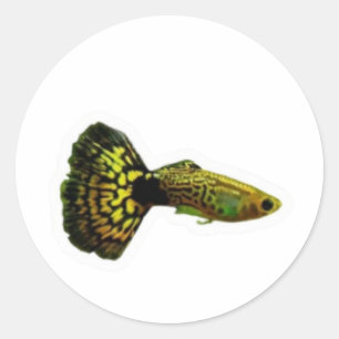 Redondo Adesivo de Peixe Guppy Cobra Amarelo Chique, Água 