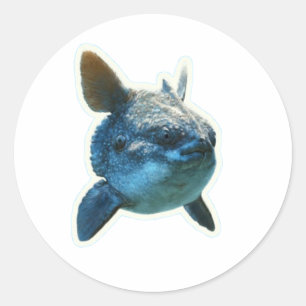 Redondo Adesivo de Peixe-Lua Majestoso (Mola Mola) - Bali