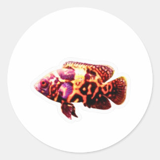 Redondo Adesivo de Peixe Oscar Tigre Fiery, Ci de Aquário