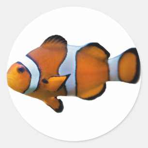Redondo Adesivo de Peixe-Palhaço