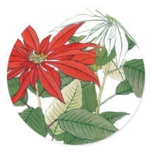 Adesivo de Poinsettias Vermelhas e Brancas