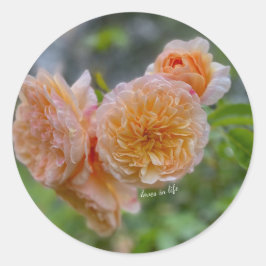 Redondo Adesivo de Rosas de pêssego