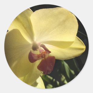 Redondo Adesivo de selagem de envelope orquídeo amarelo