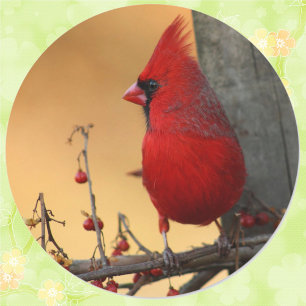 Redondo Adesivo de selagem de envelopes cardinais vermelho