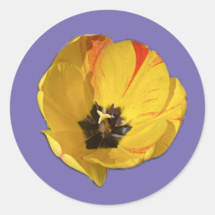 Redondo Adesivo de Tulipa Aberta Amarela e Vermelha