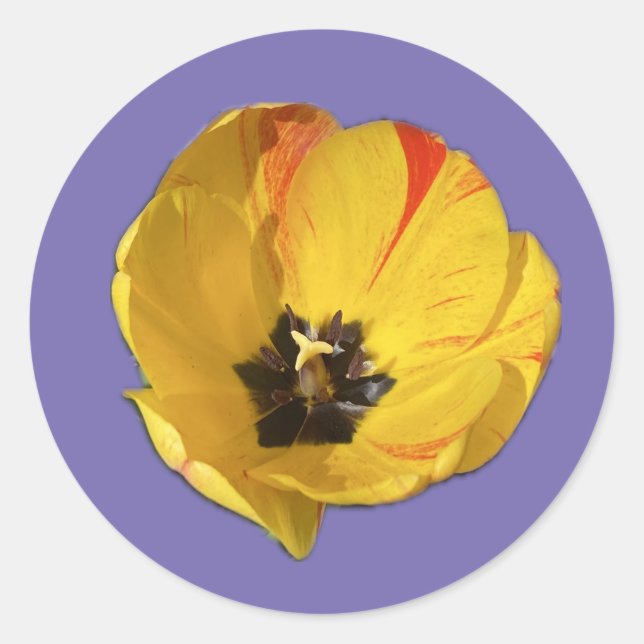 Redondo Adesivo de Tulipa Amarela e Vermelha Aberta (Frente)