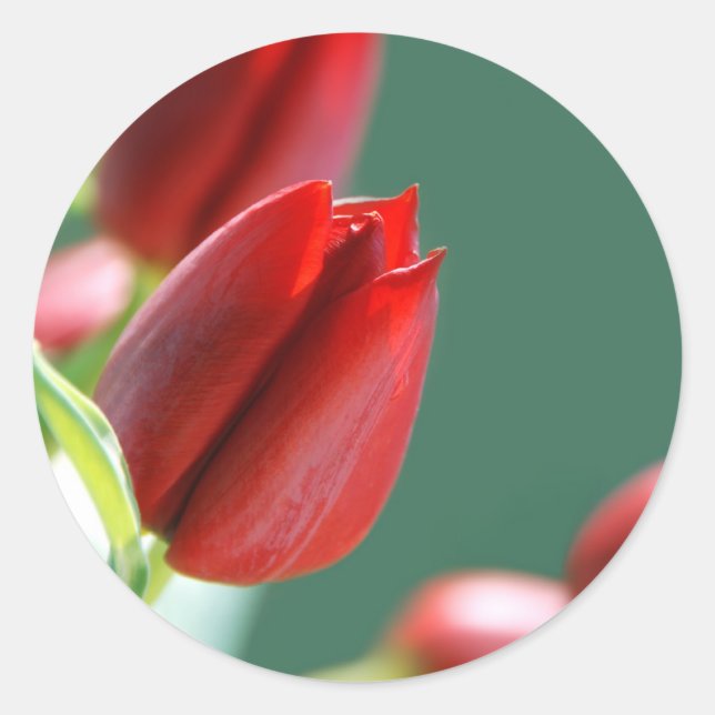 Redondo Adesivo de Tulipas (Frente)
