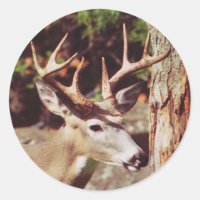 Adesivo de veado branco (Buck)