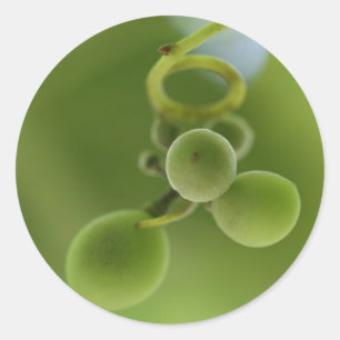 Redondo Adesivo de Videira de Uvas Verdes Ricas e Elegante