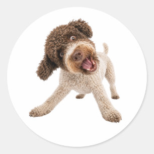 Redondo Adesivo de Vinil de Cachorro Curly Lagotto Romagno