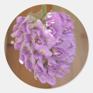 Redondo adesivo de Wisteria Americana (Wisteria frutescens