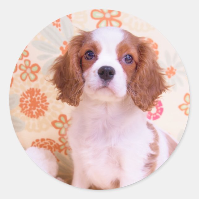 Redondo Adesivo do Cavalier King Charles Spaniel Blenheim (Frente)