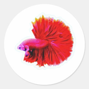 Redondo Adesivo Elegante Betta Cauda de Rosa Vermelha - Fl