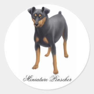 Redondo Adesivo Miniatura Pinscher