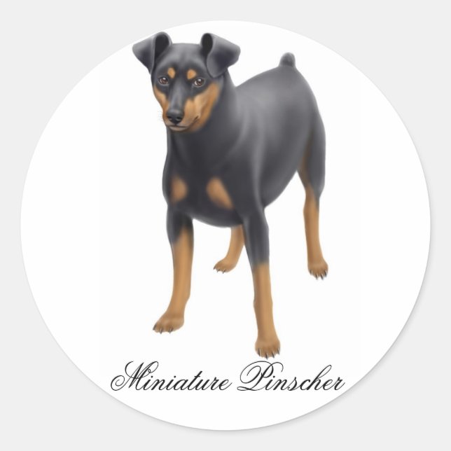 Redondo Adesivo Miniatura Pinscher (Frente)