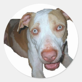 Redondo adesivo pitbull de olhos azuis