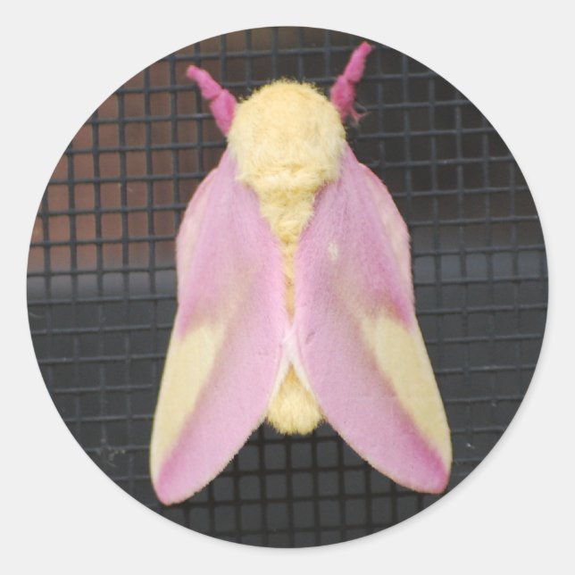 Redondo adesivo Rosy Maple Moth (Frente)