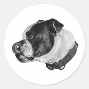 Redondo Adesivo Sombreado Bulldog