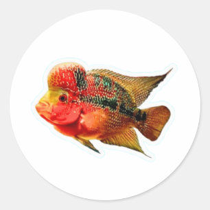 Redondo Adesivo Vibrante de Ciclídeo Flowerhorn, Exótico L