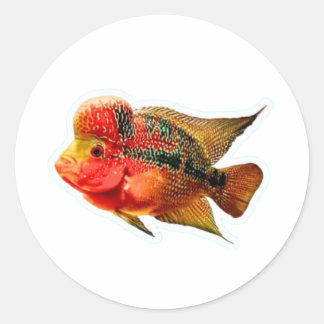 Redondo Adesivo Vibrante de Ciclídeo Flowerhorn, Exótico L