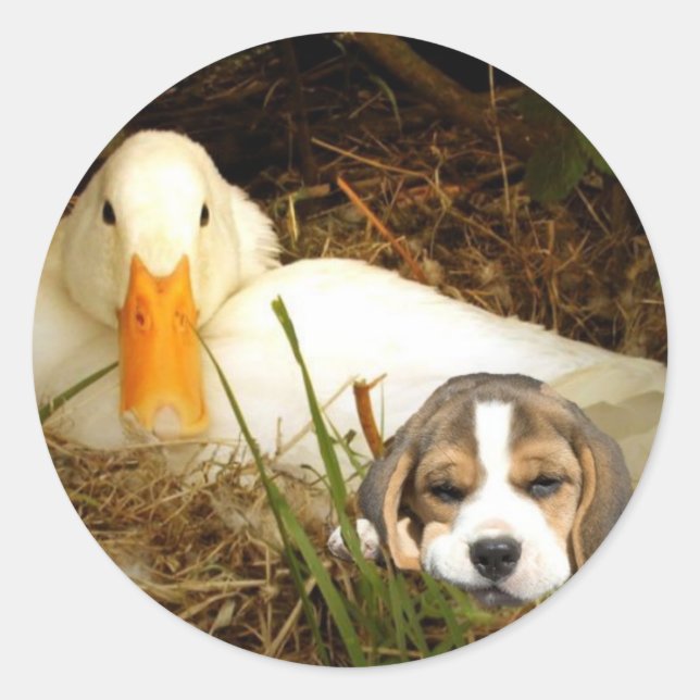 Redondo Beagle com adesivo Duck (Frente)