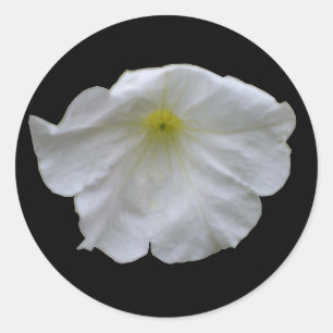 Redondo Belo adesivo branco de Petunia