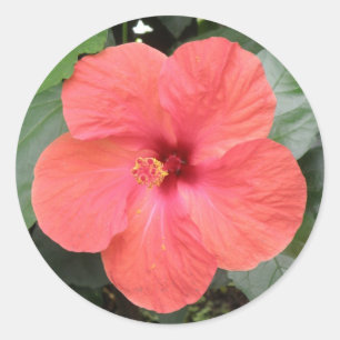 Redondo Belo adesivo de Flor Laranja Hibiscus