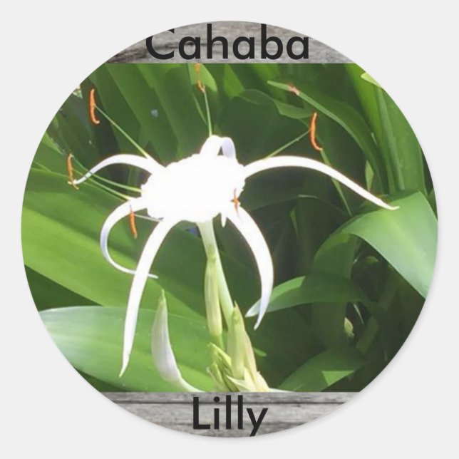 Redondo Cahaba lilly bloqueie adesivo (Frente)