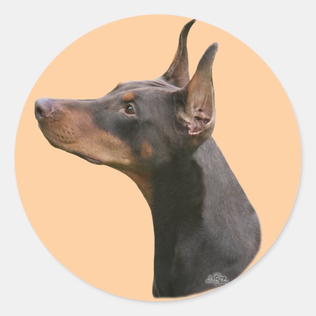Redondo Dobermann Pinscher cabeça - adesivo vermelho/preto (Frente)