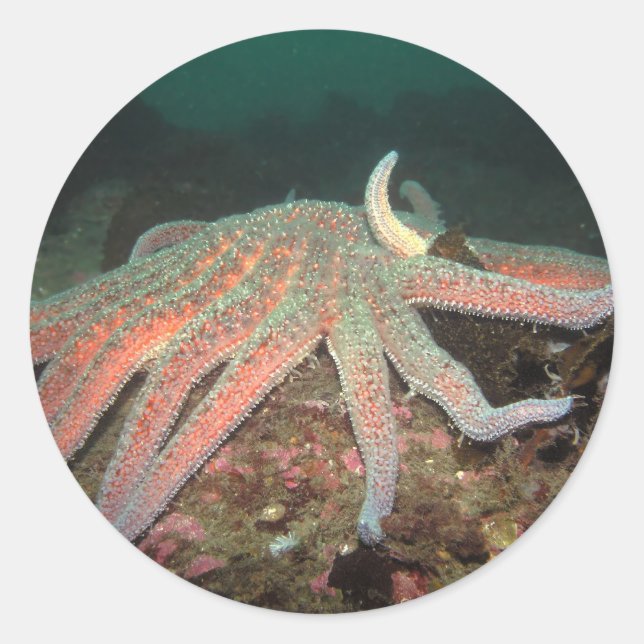 Redondo Estrela do Mar de Girassol - Adesivo (Frente)