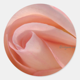 Redondo Feche o adesivo de envelopes rosa rosa rosa rosa