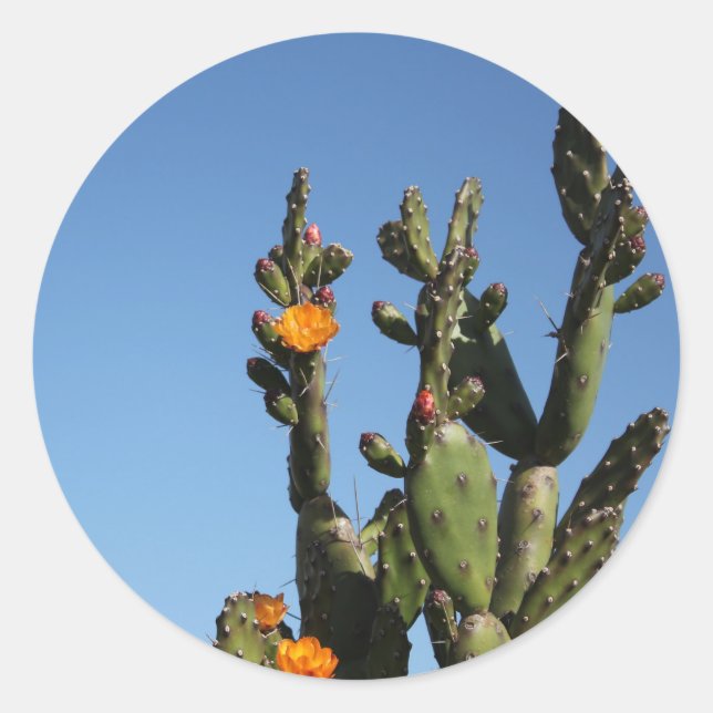 Redondo Figo de Cacto Opuntia adesivo espinhoso (Frente)