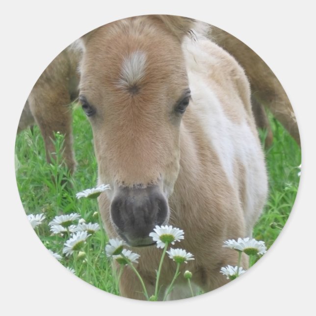Redondo Foal Cheirando o adesivo (Frente)