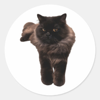 Redondo Gato Preto Fluffy Longhair Adesivo - Meu Gato. HAK