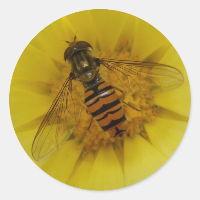 Redondo Hoverfly em um adesivo Marigold (Frente)
