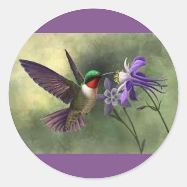 Redondo Hummingbird alimentando-se com um adesivo de sangu (Frente)