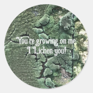 Redondo Lichen, seu adesivo