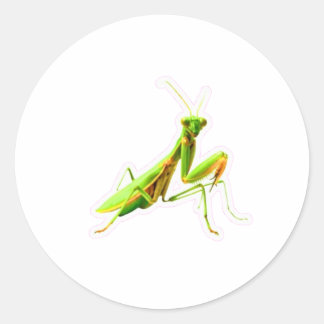 Redondo Mantis Religiosa Verde Majestosa Adesivo - Caçador