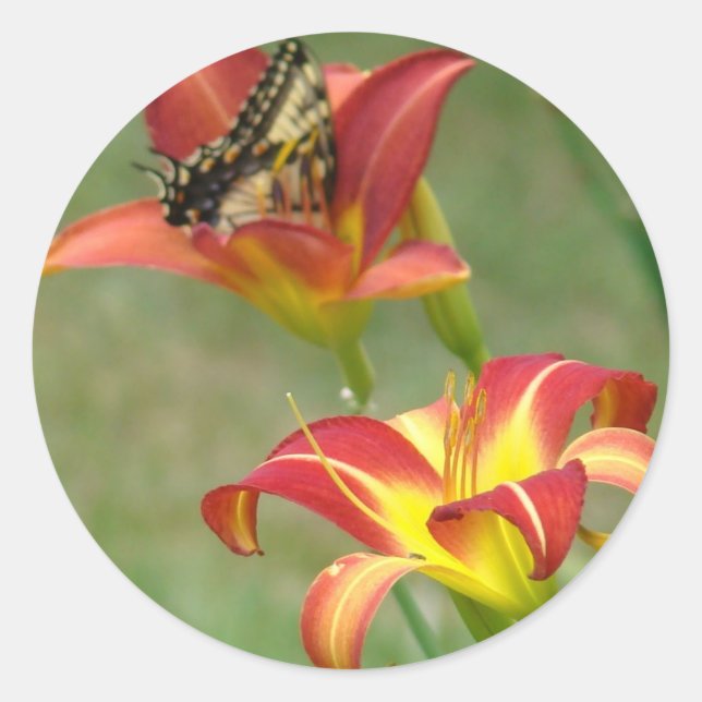 Redondo Maravilhas além do adesivo (Frente)