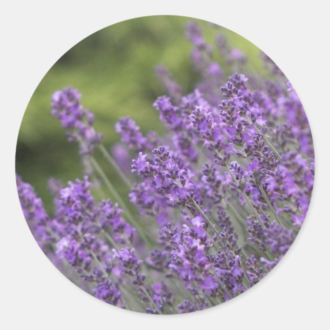 Redondo Modelo de preenchimento do adesivo - Personalizado (Frente)