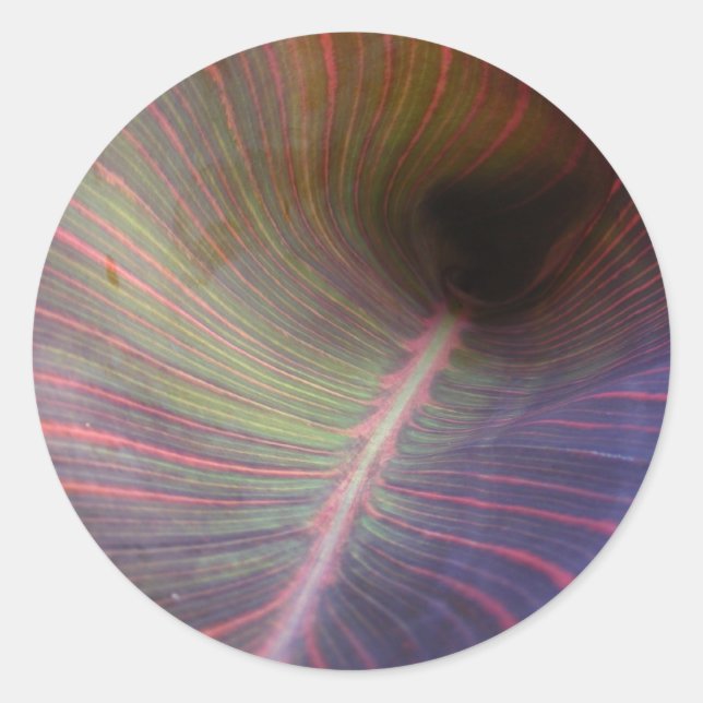 Redondo Novo adesivo de Folha de Canna (Frente)