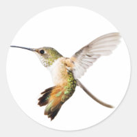 O adesivo de beija-flor da Allen